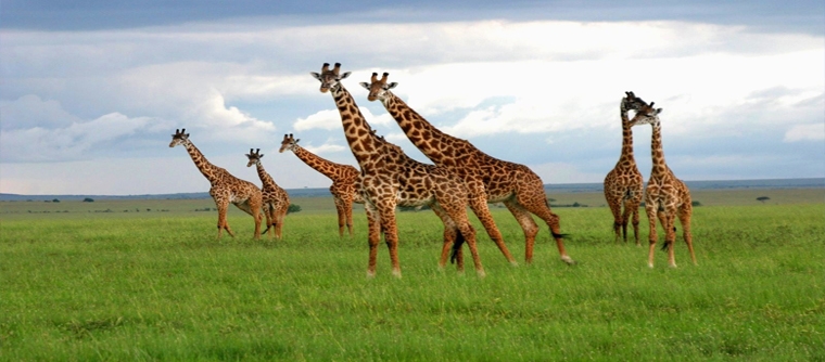 While giraffes